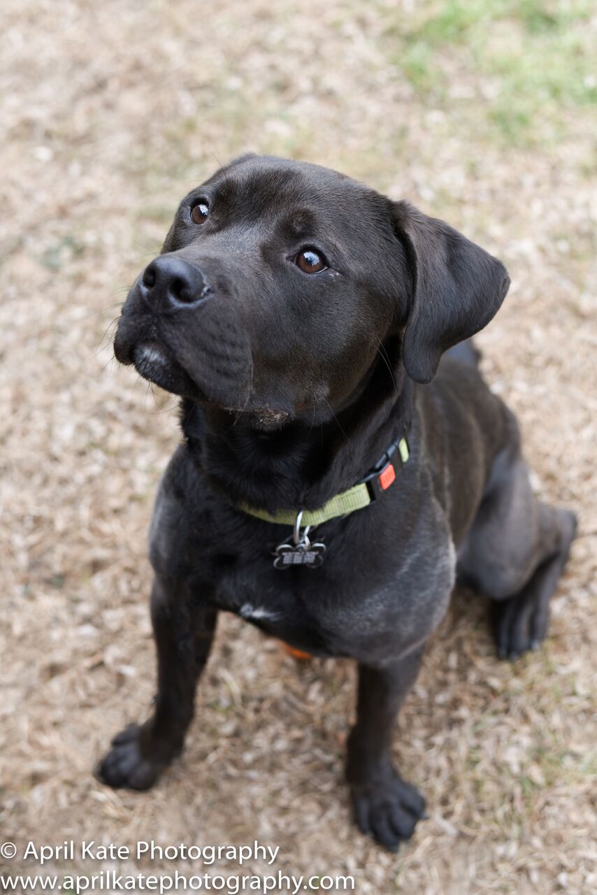 Max18 Protectors of Animals