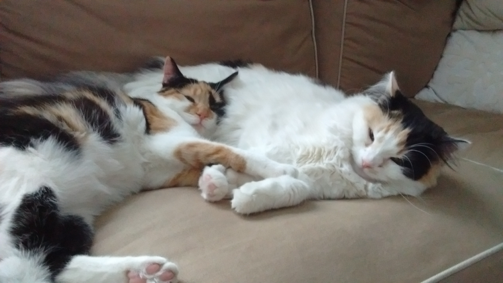 Coconut Protectors of Animals